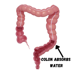 Mechanism of Constipation